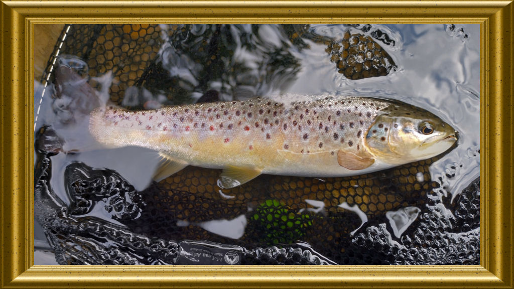 Photo of the 100th trout